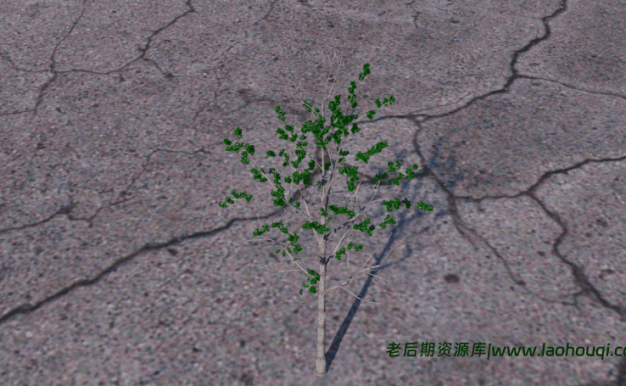 中文汉化版-Forester for Cinema 4D R15-R20 植物森林插件 植物插件 支持 win/mac+中文使用教程